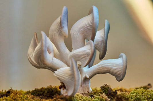 Mushrooms and Fitness: The Natural Superfood for Energy and Recovery