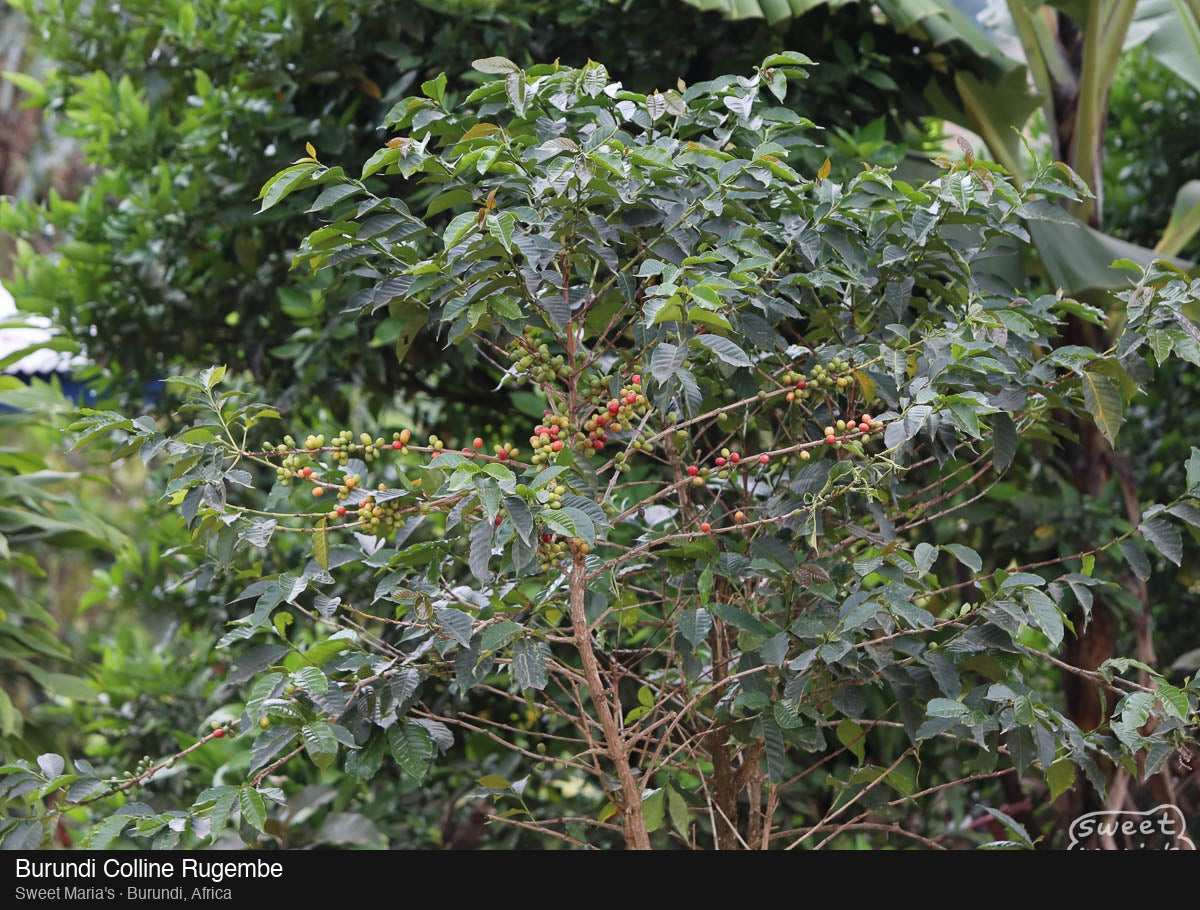 Burundi Colline Rugembe