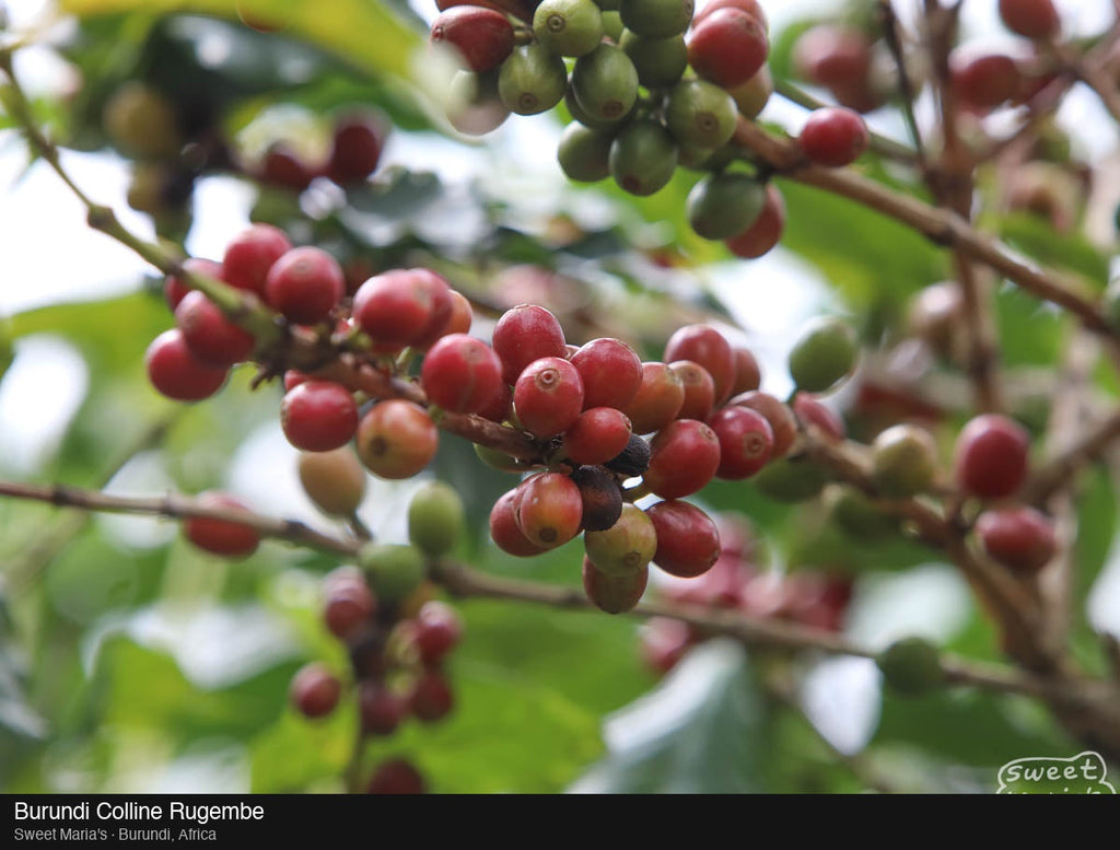 Burundi — Colline Rugembe Washed (13oz)