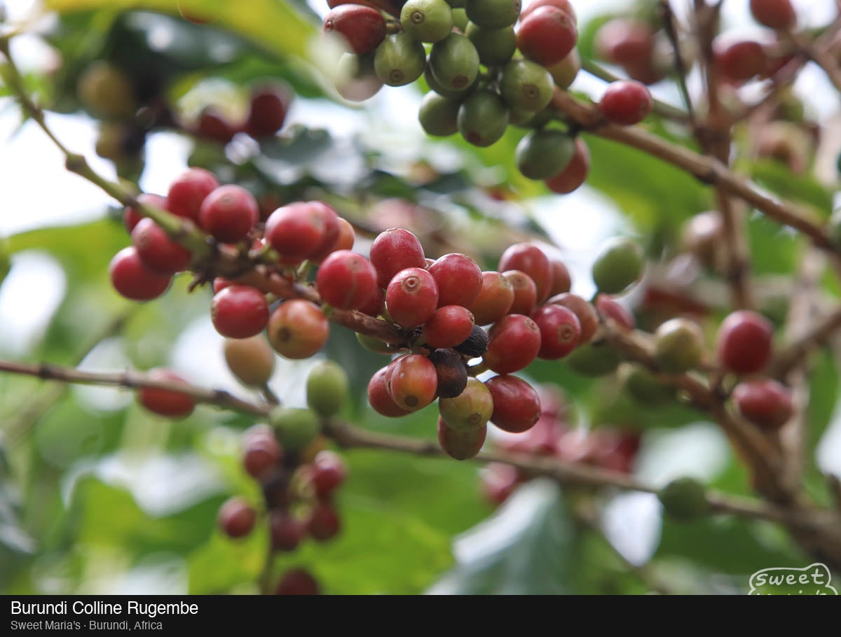 Burundi Colline Rugembe