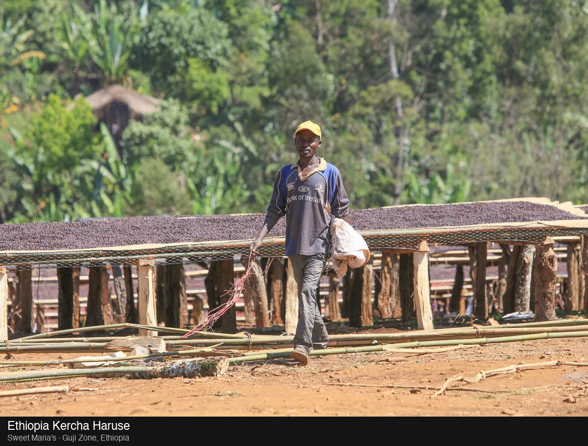 Ethiopia Dry Process Kercha Haruse