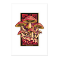 Illustration of mushrooms with a red border on a white background
