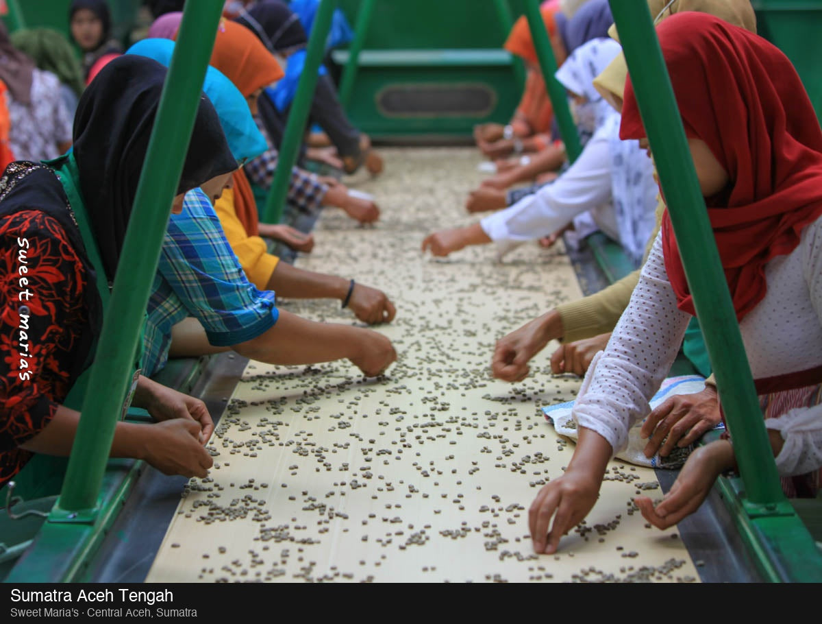 Sumatra Wet Hulled Aceh Tengah