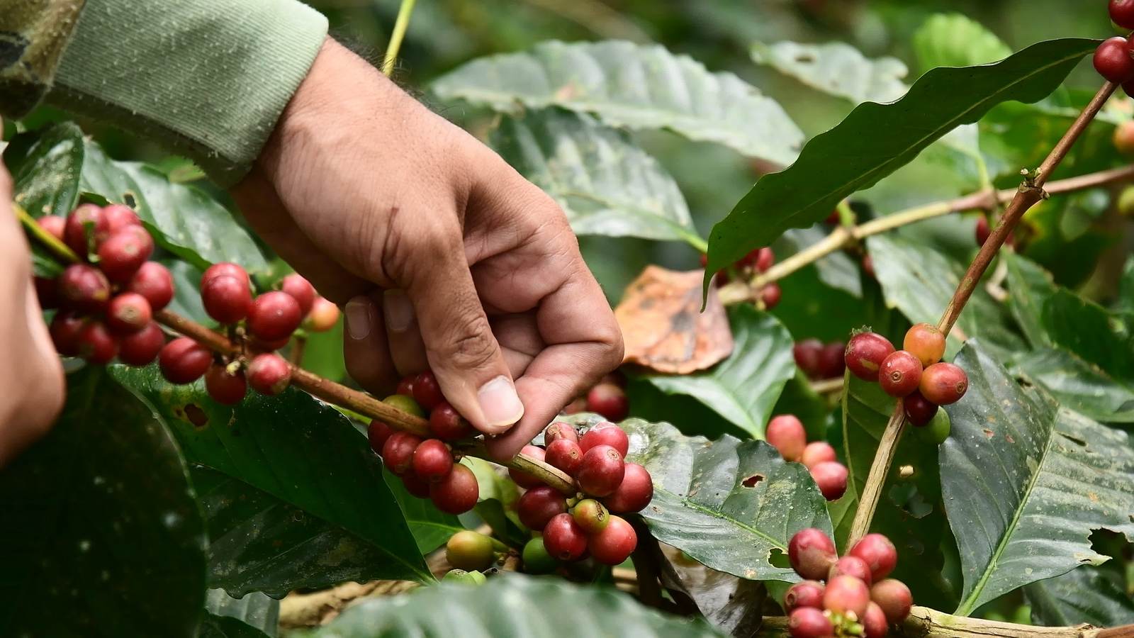 Coffee cherries being harvested